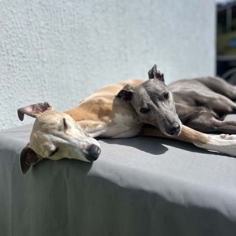 Snoozing in the sun with a friend