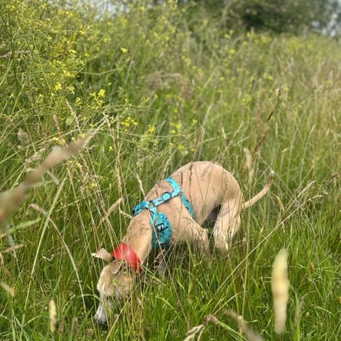 Nose down, sniffing the long grass