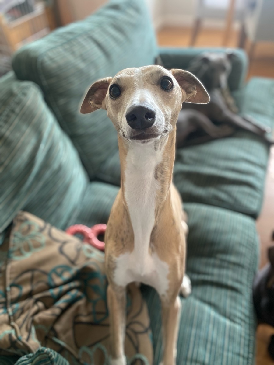 Posing on the sofa