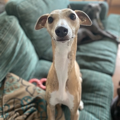 Posing on the sofa
