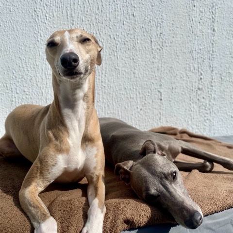 Lounging on the blanket with a friend