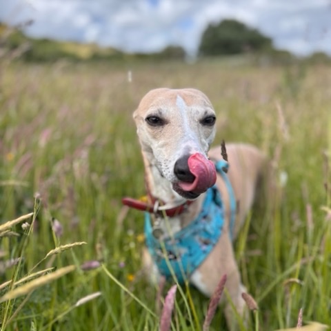 Caught mid tongue-lick in long grass