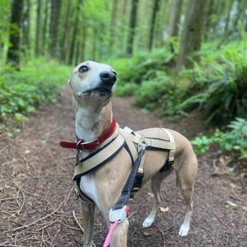 Looking up on a woodland path
