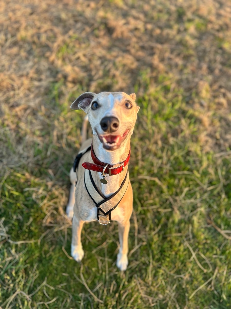 Simba looking up with a big smile