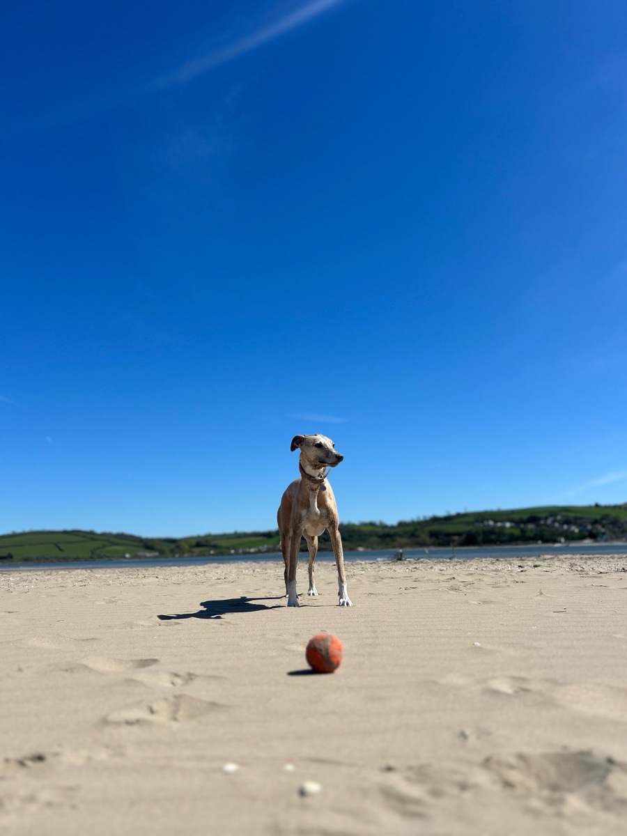 Simba waiting beside a tennis ball on a sunny beach
